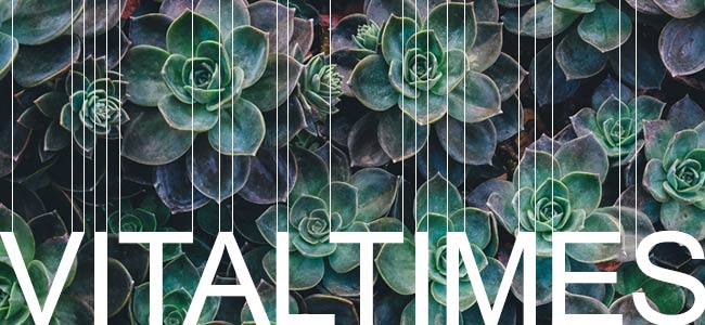 Vital Times Newsletter